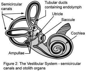 Vestibular organs.jpg
