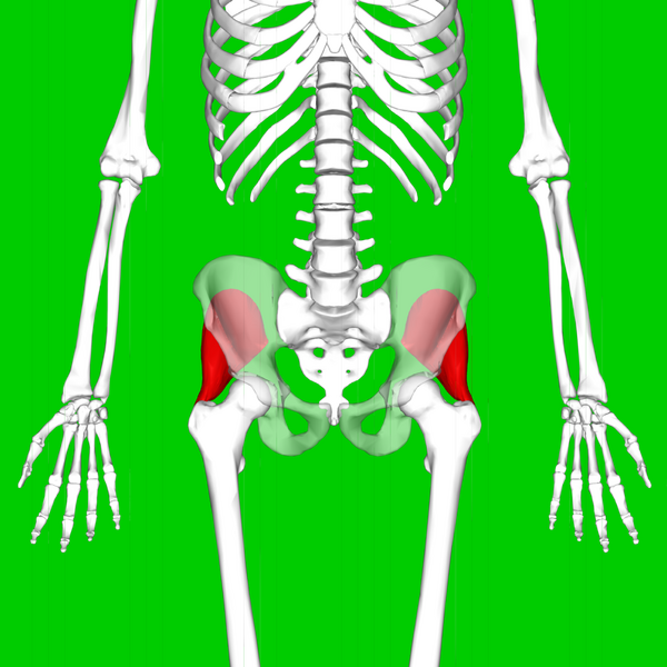 File:Gluteus minimus muscle08.png