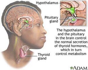 Thyroid and release.jpeg
