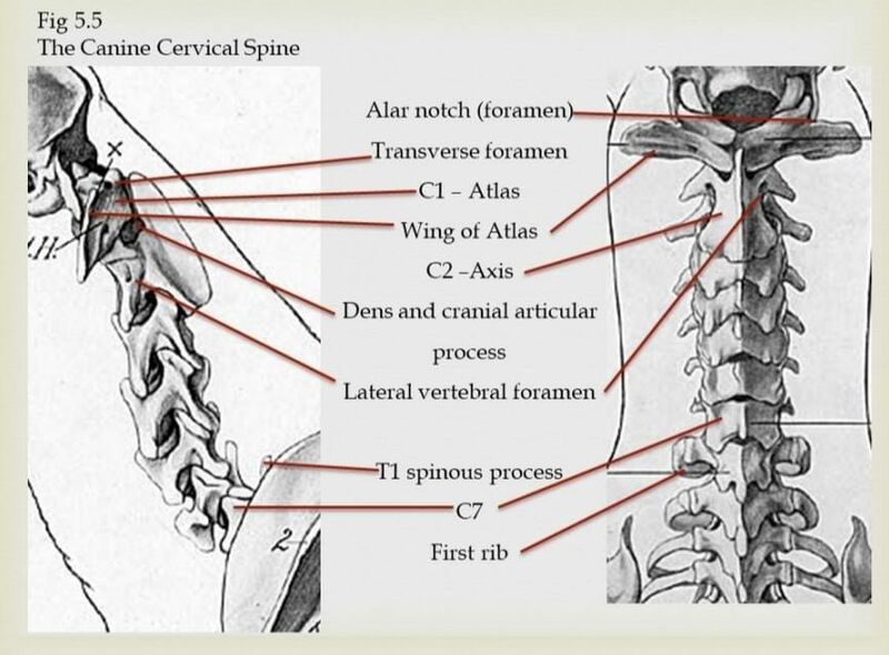File:Canine cervical spine.jpeg