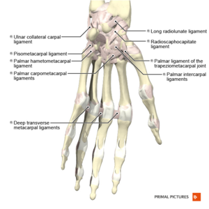 Ligaments of the hand palmar aspect Primal.png