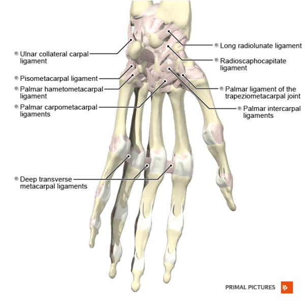 File:Ligaments of the hand palmar aspect Primal.png