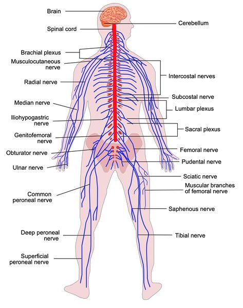 File:Human Nervous System.jpg