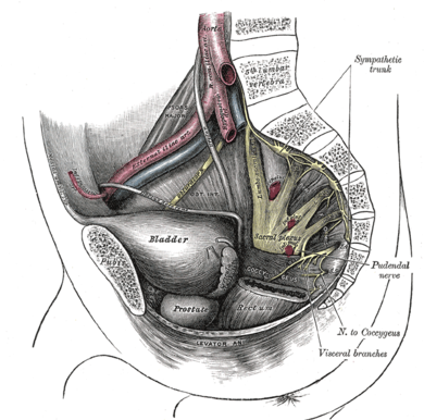Pudendal and Other Nerve Damage - Posterior Femoral Cutaneous, Ileoinguinal  and Obturator in the Transvaginal Mesh Patient