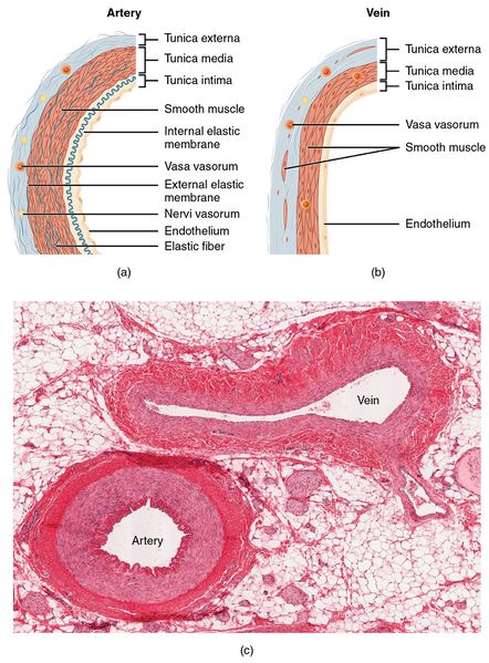 File:Artery and Vein.jpg