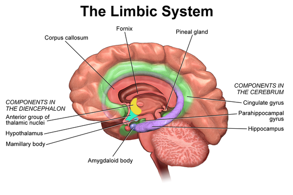 LimbicSystem.png