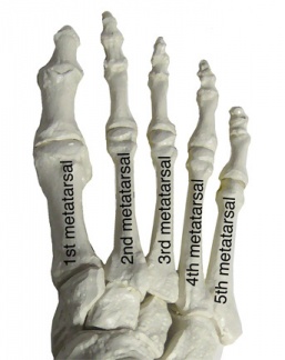 Metatarsals of the Right foot