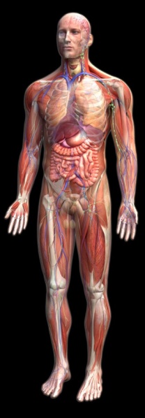 File:Anatomy pic.jpg