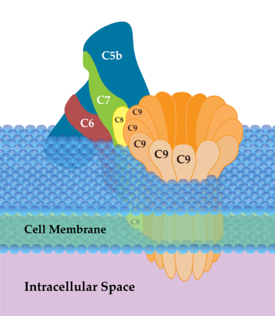 Membrane Attack Complex (Terminal Complement Complex C5b-9).png