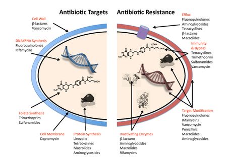 Antibiotic resistance mechanisms.jpg