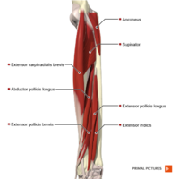 Deep extensor muscles of the forearm Primal.png