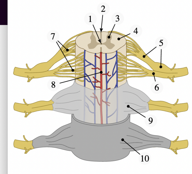 File:Spinal cord labelled.png