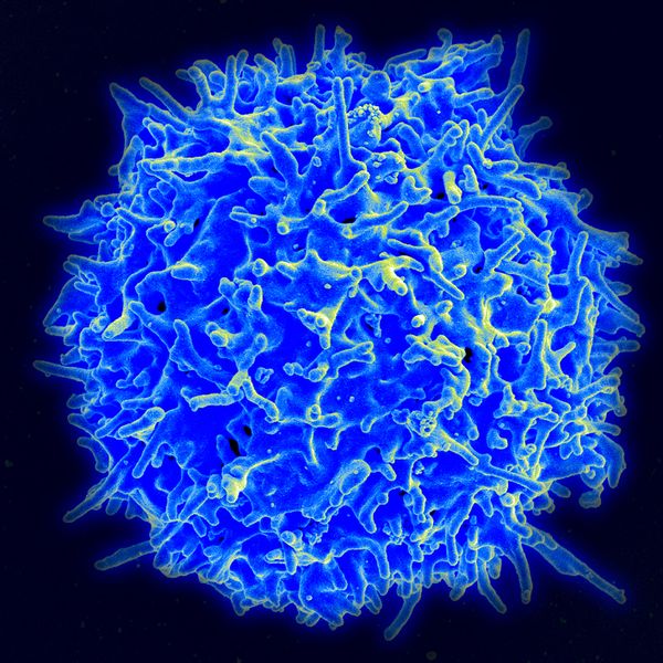 File:Healthy Human T Cell.jpg