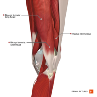 Intermediate muscles of the knee posterolateral aspect Primal.png