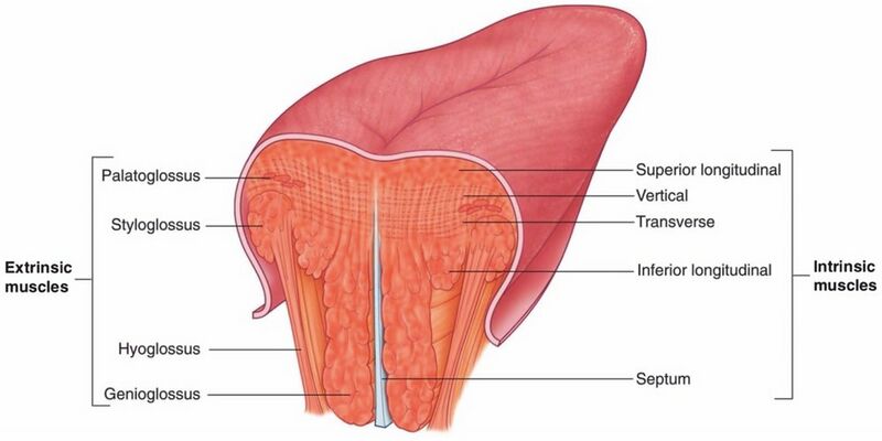 File:Muscles of Tongue.jpg
