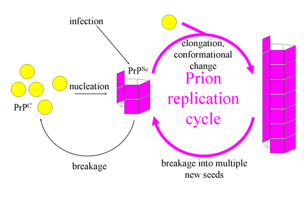 Prion Replication.png