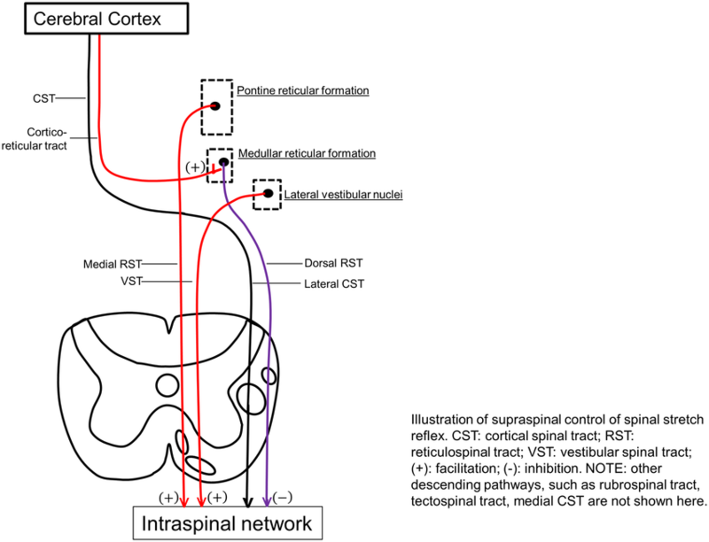 Illustration-of-supraspinal-control-of-spinal-stretch-reflex-CST-cortical-spinal.ppm.png