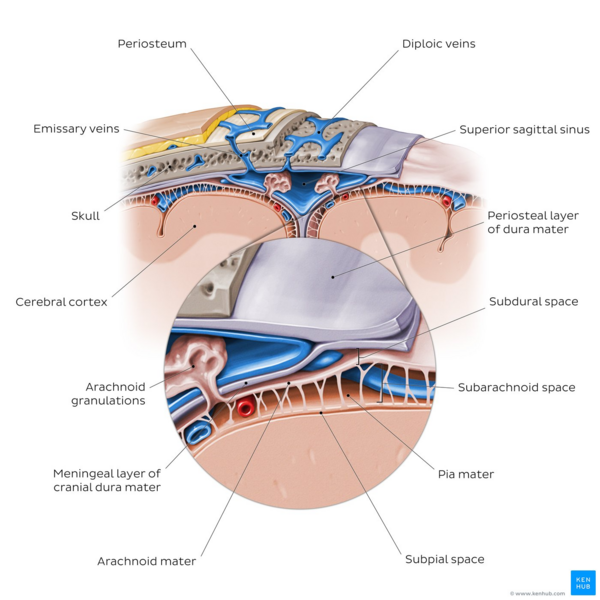 Overview of the meninges of the brain (coronal view)
