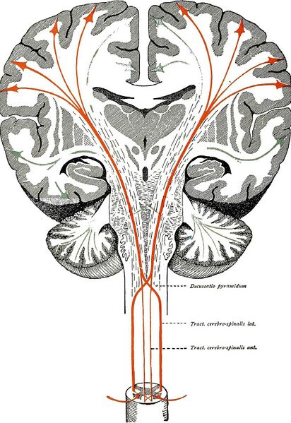 File:Brain and spinal cord tracts.jpeg