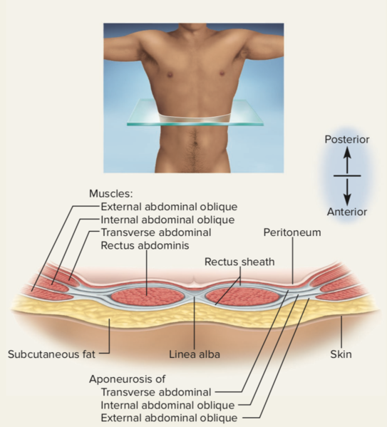 File:Cross section abdominal muscles.png