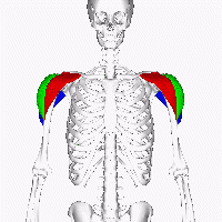 Deltoid muscle animation4 Wikipedia.gif