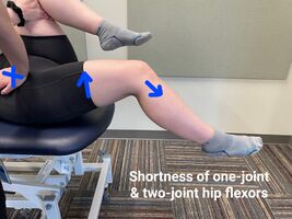 Shortness of one & two-joint muscles.jpg