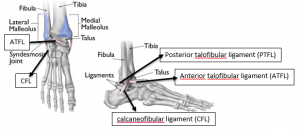 Figure 3-Ankle ligaments.PNG