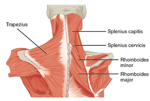 https://www.physio-pedia.com/images/thumb/6/65/Muscles_of_the_Neck_Upper_Back.png/300px-Muscles_of_the_Neck_Upper_Back.png