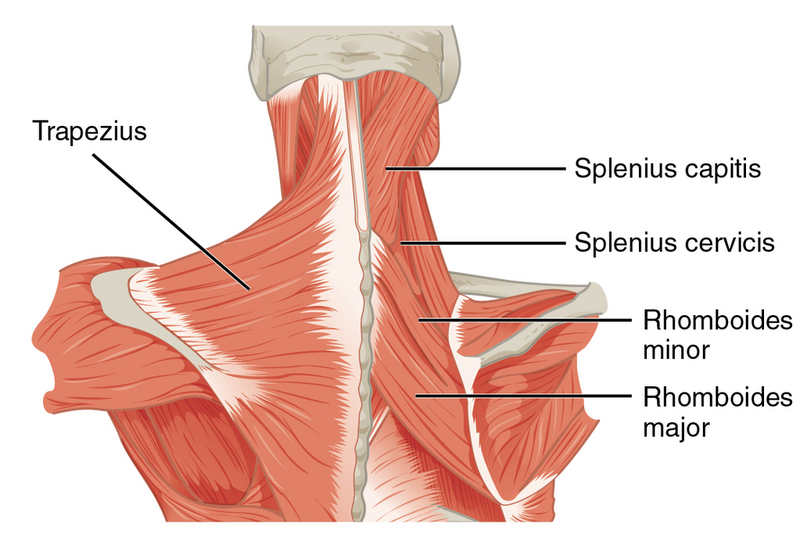 File:Muscles of the Neck Upper Back.png