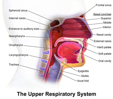 UpperRespiratorySystem.png