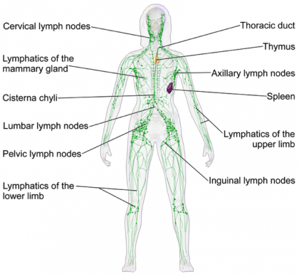 Lymphatic system.png