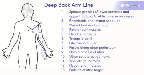 Deep Back Arm Line drawn by Rina Pandya, edited by physioplus team