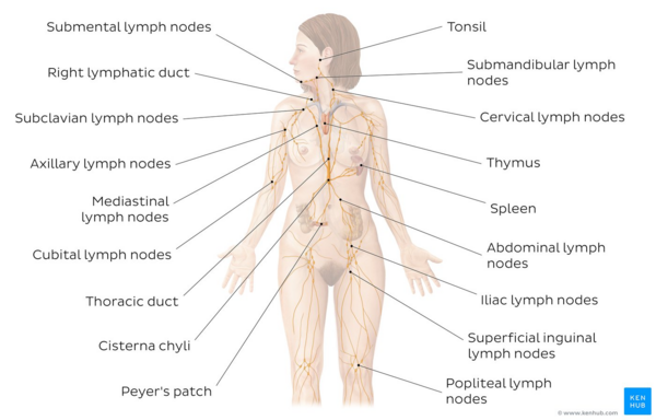 Overview of the lymphatic system