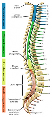 Colored Spine