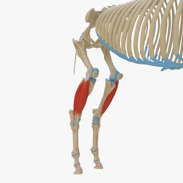 File:Equine long and lateral digital extensor.jpg