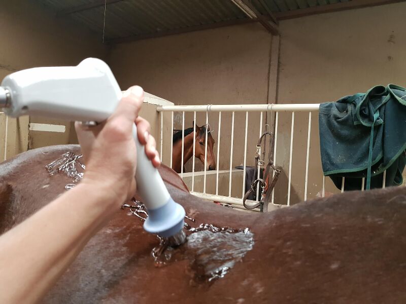 File:HORSE SHOCKWAVE THERAPY.jpg