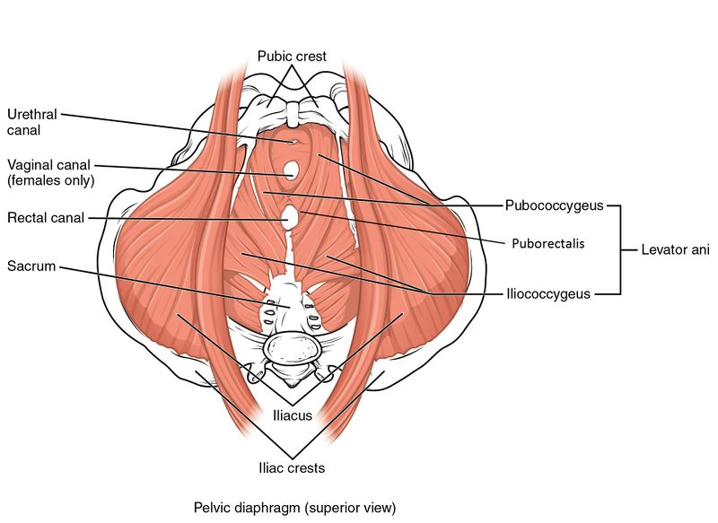 File:Muscles of the Pelvic Floor.jpg
