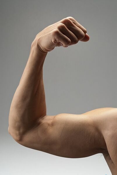 File:Biceps contraction.jpg