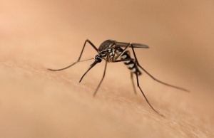 Mosquito bite.jpg