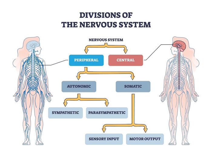 Nervous system division, shutterstock ID- 2187989357.jpg