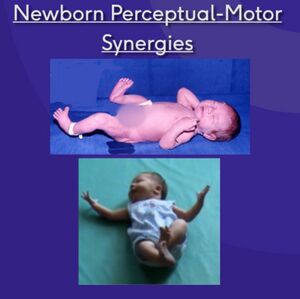 Newborn perceptual motor synergies.jpg