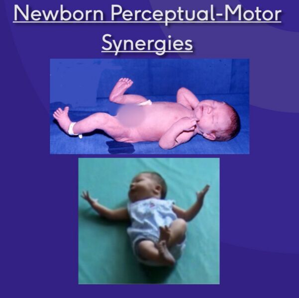 File:Newborn perceptual motor synergies.jpg