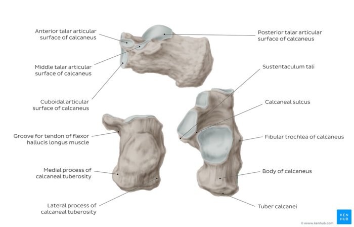 Overview of the calcaneus bone