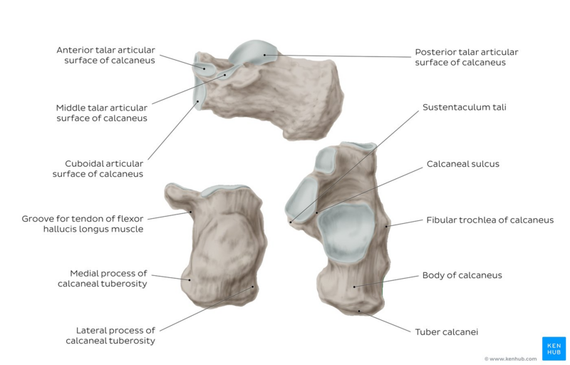 File:Overview of the calcaneus - Kenhub.png