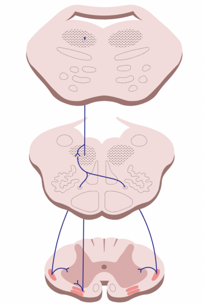 File:Reticulospinal tract.png