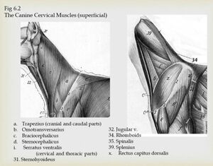 Canine superficial cervical muscles.jpeg