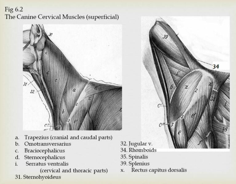 File:Canine superficial cervical muscles.jpeg
