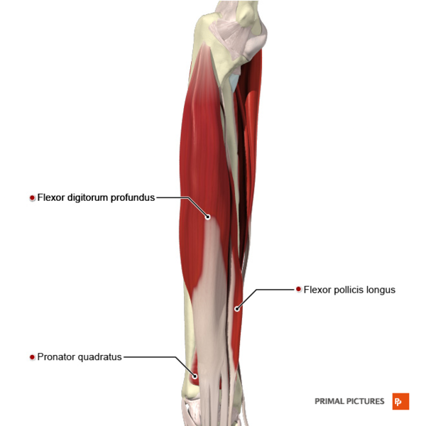 File:Deep flexor muscles of the forearm Primal.png