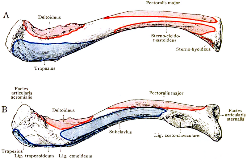 File:Muscle Attachments of Clavicula.png