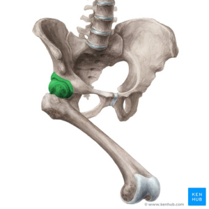 Hip joint (anterolateral view) - Kenhub.png